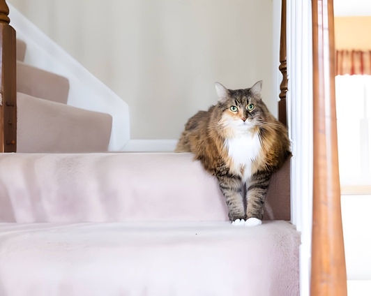 Лестницы в коттедж